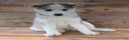Alaskan Husky dogs for sale: Sabre - Ad 3