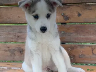 Alaskan Husky dogs Sabre - Ad 1