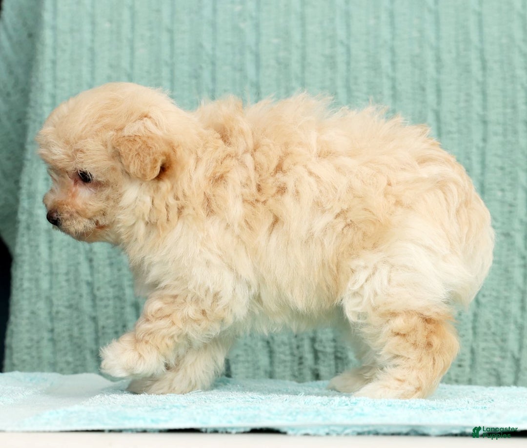 Pomapoo dogs for sale: Thomas - Ad 5