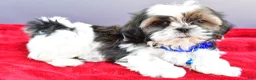 Shih Tzu dogs for sale: Sage - Ad 7