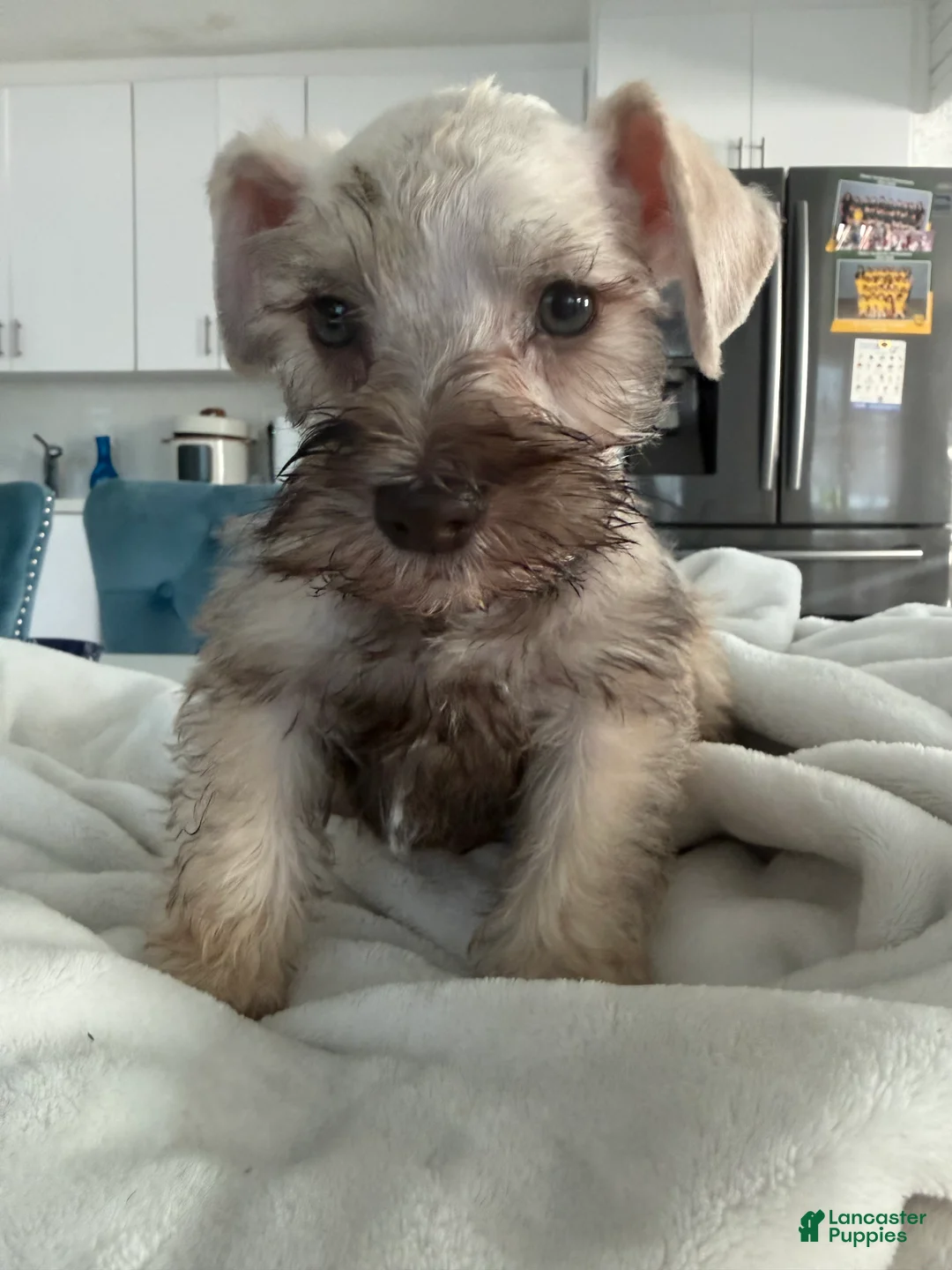 Miniature Schnauzer dogs for sale: Miniature Schnauzer 5 - Ad 2