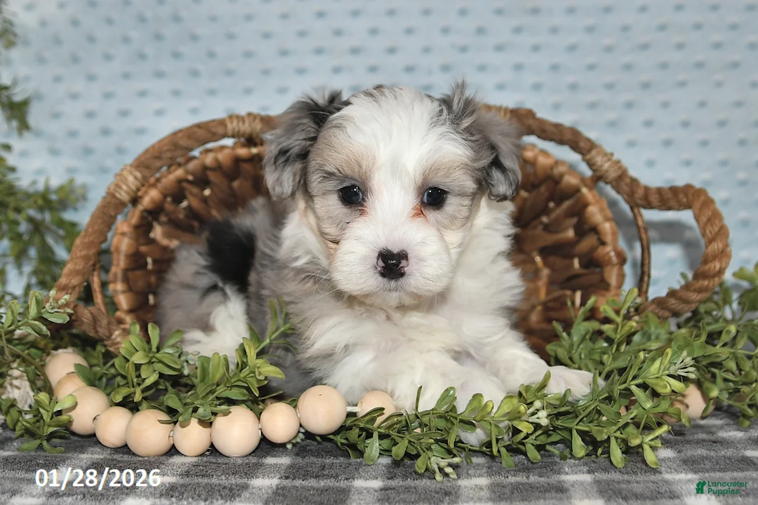 Havapoo dogs for sale: Emerson - Ad 1