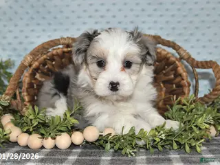 Havapoo dogs Emerson - Ad 14