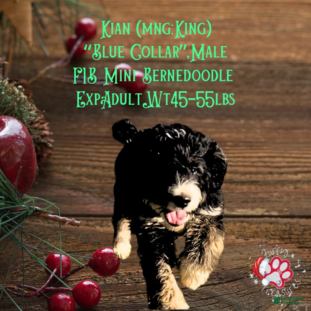 Mini Bernedoodle dogs for sale: Kian “Blue Collar” Male - Ad 17