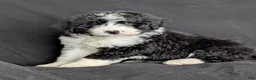 Bernedoodle dogs for sale: Brody  - Ad 2