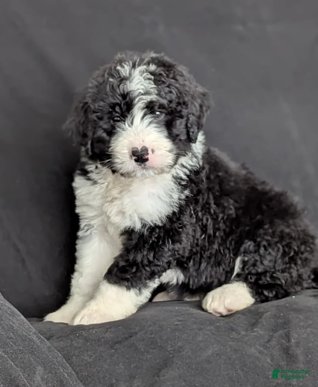 Bernedoodle dogs for sale: Brody  - Ad 2