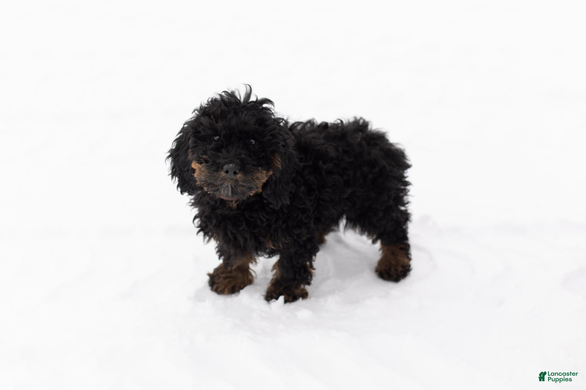 Mixed Breed dogs Connor - Ad 37