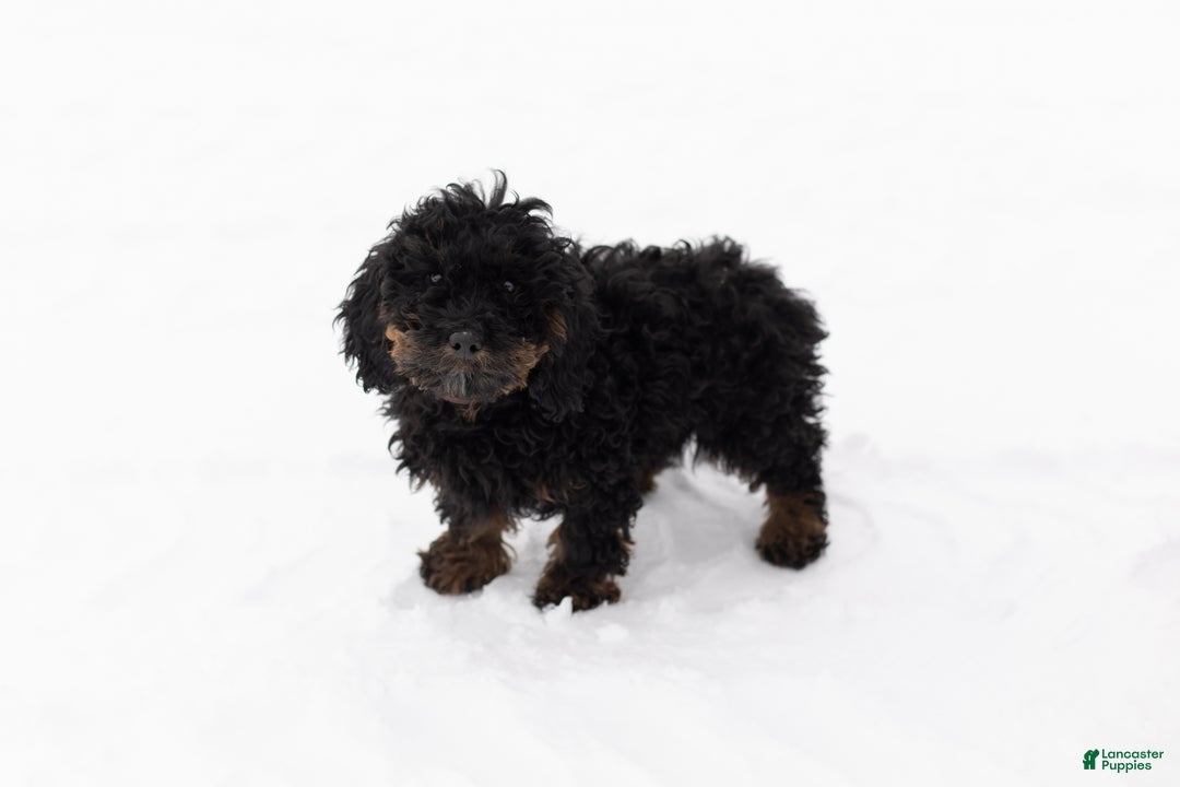 Mixed Breed dogs for sale: Connor - Ad 1