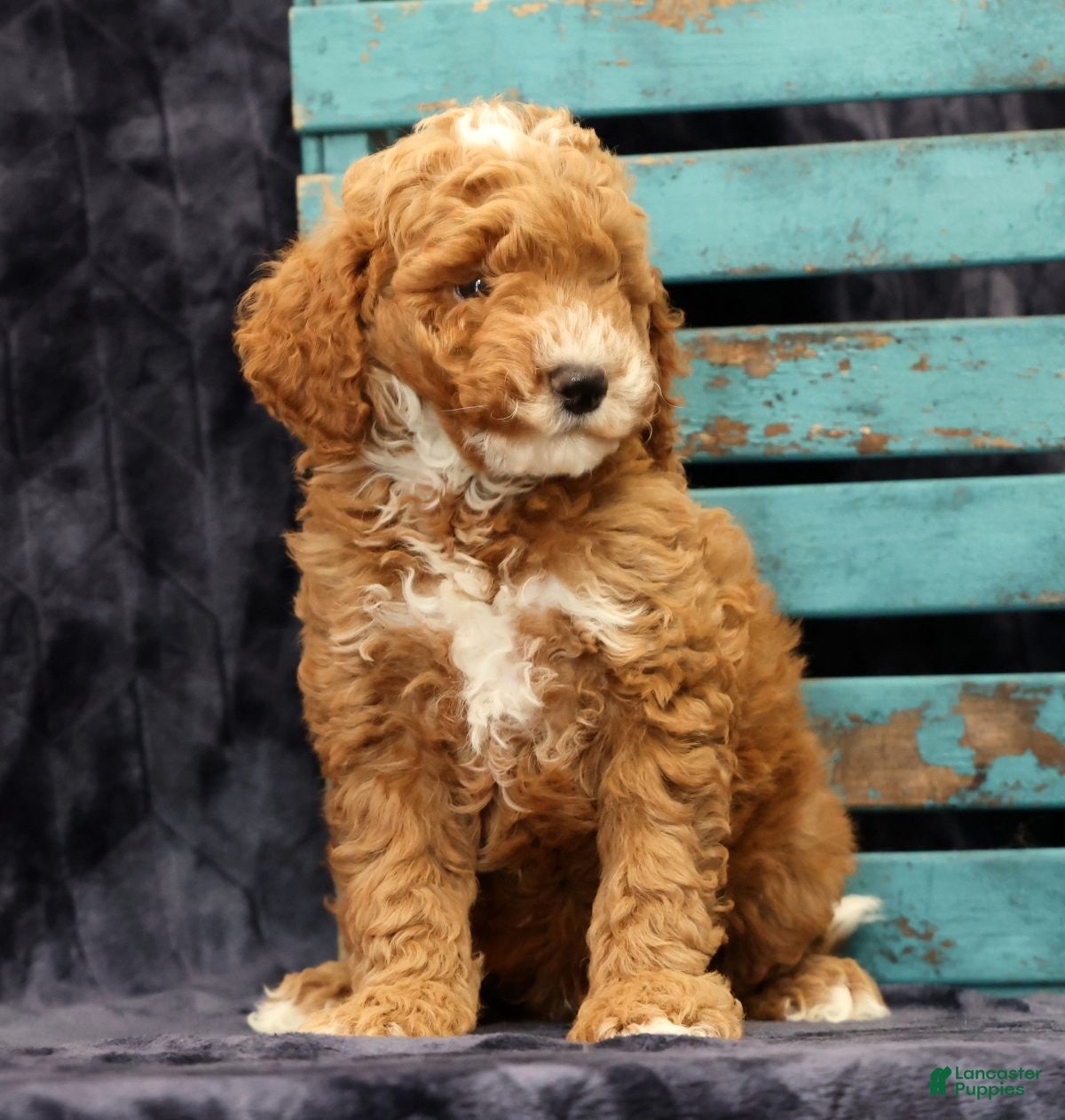 Miniature Poodle dogs Max - Ad 2
