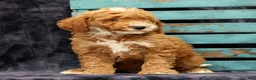 Miniature Poodle dogs for sale: Max - Ad 2