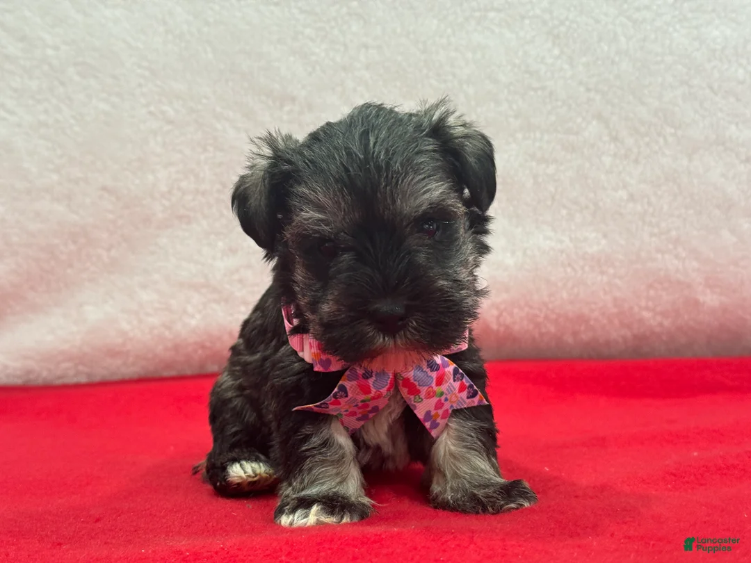 Miniature Schnauzer dogs for sale: Lyla Female 1 - Ad 3