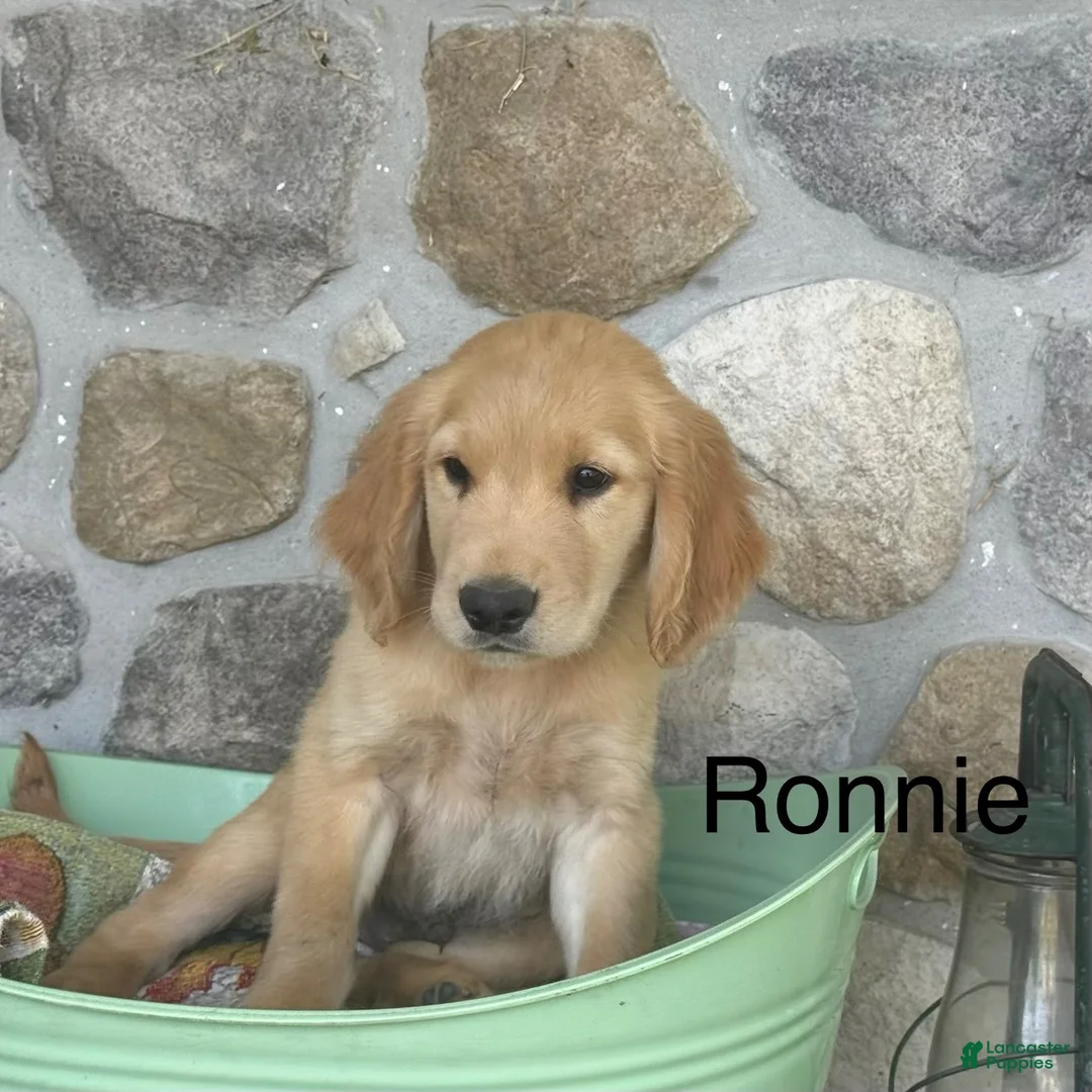 Golden Retriever dogs for sale: Ronnie - Ad 1