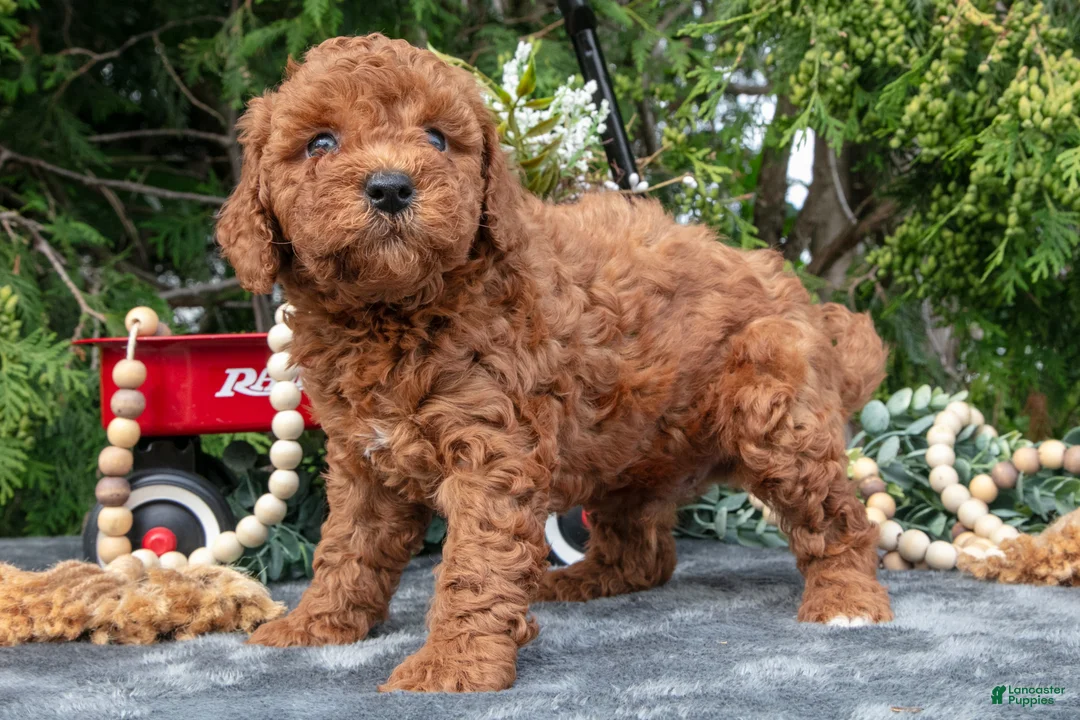 Cavapoo dogs for sale: Somber - Ad 3