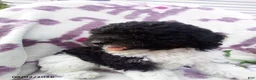 Miniature Poodle dogs for sale: Ranger - Ad 5