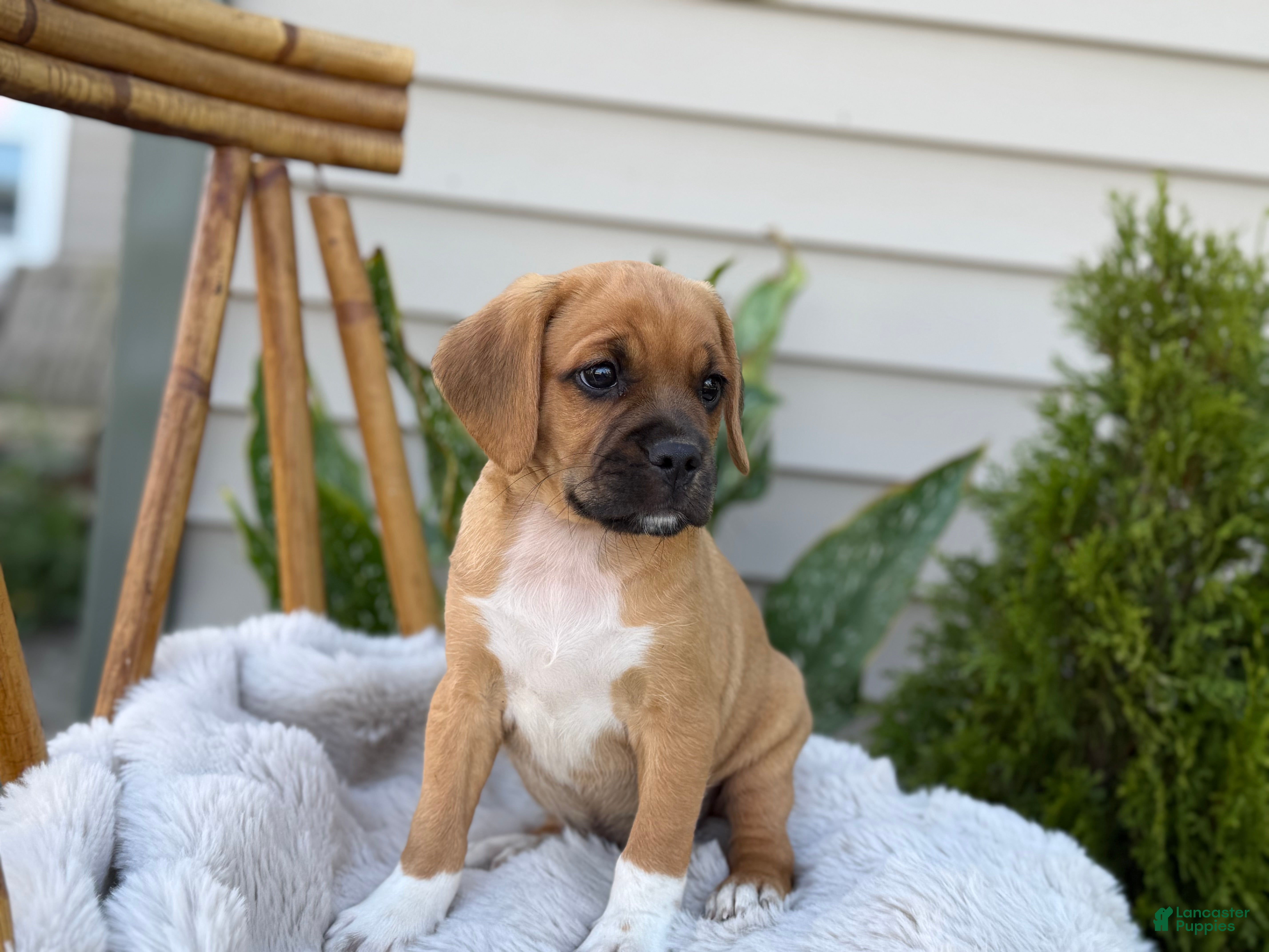 Beagle Puppies for sale in Allentown, Pennsylvania Lancaster Puppies