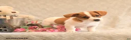 Jack Russell Terrier dogs for sale: Ranger - Ad 2