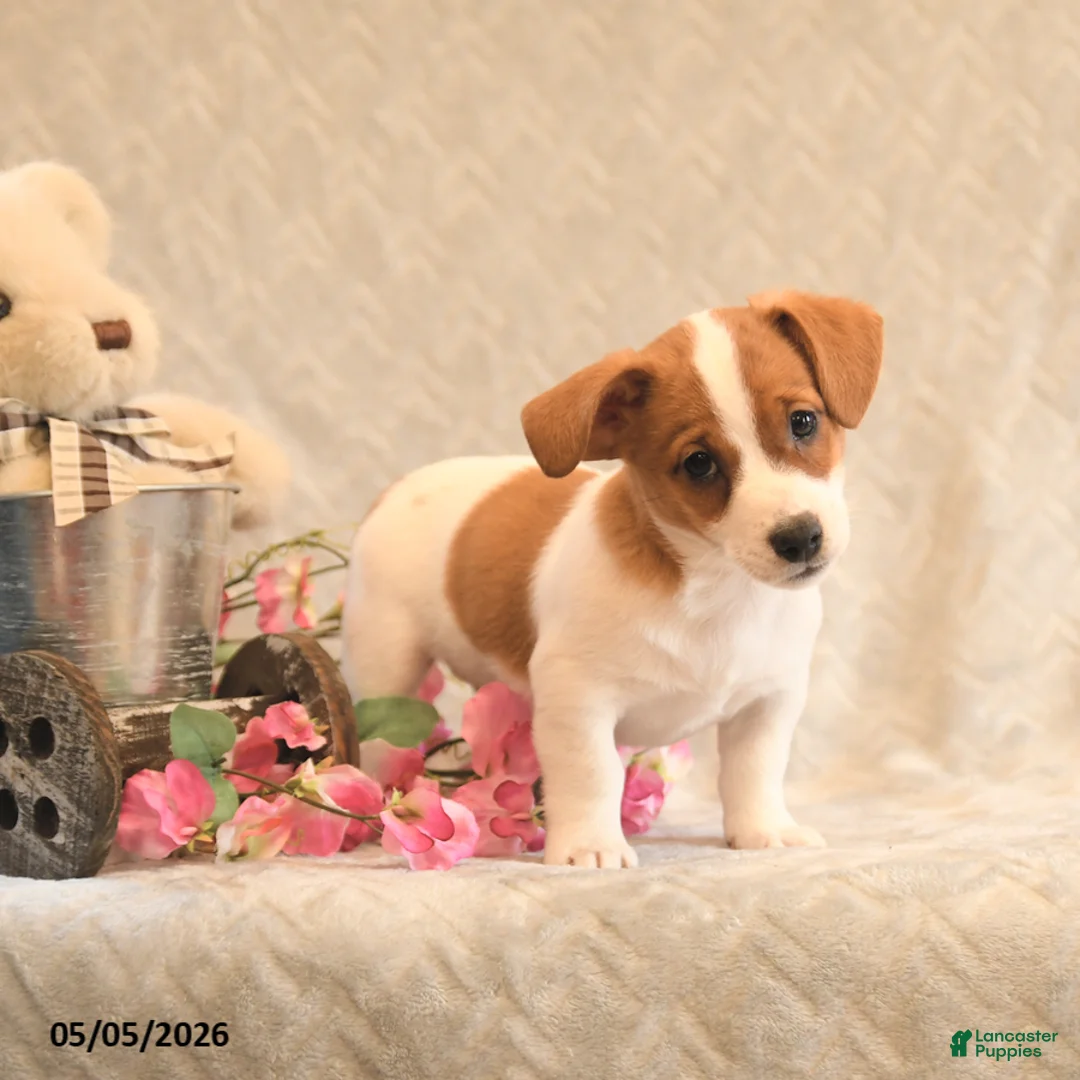 Jack Russell Terrier dogs for sale: Ranger - Ad 2