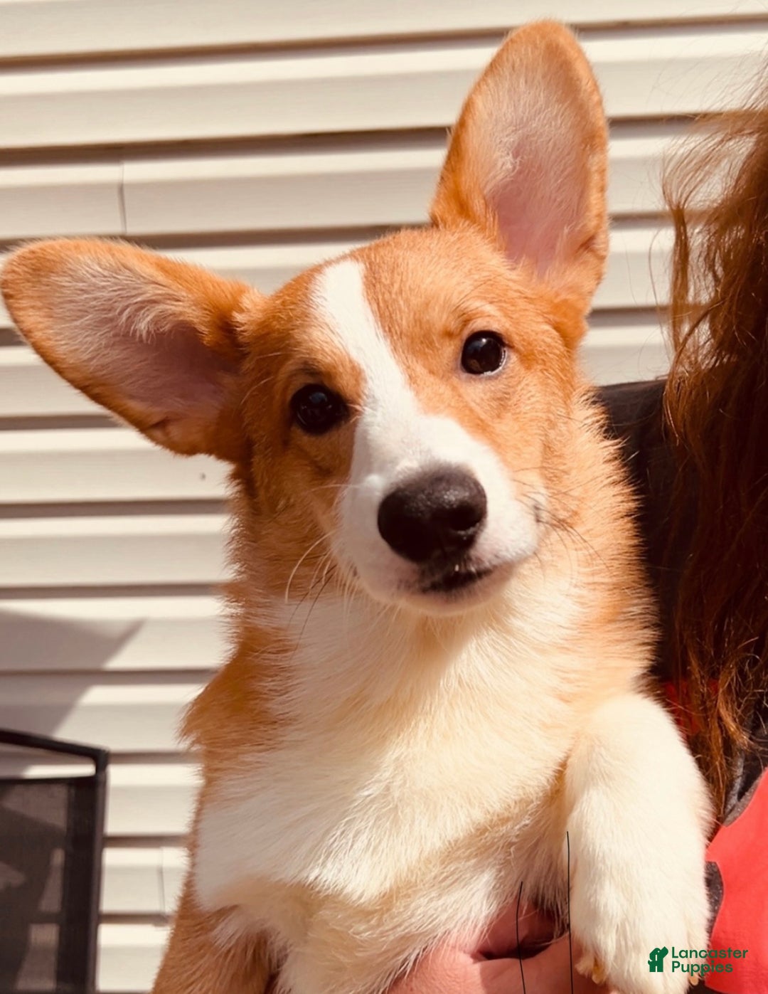 Welsh Corgi Pembroke dogs for sale: Welsh Corgi Pembroke Puppy 2 - Ad 1