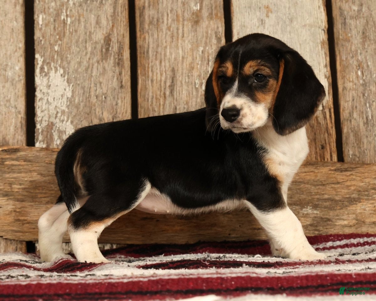 Beagle dogs for sale: Crystal - Ad 5