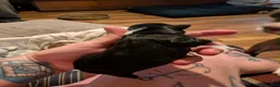 Boston Terrier dogs for sale: Boston Terrier 1 - Ad 14