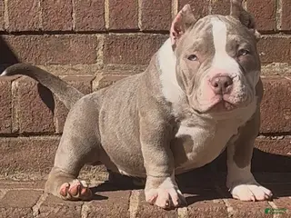 American Bully dogs Armani - Ad 3