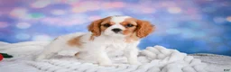 Cavalier King Charles Spaniel dogs for sale: Sasha - Ad 3