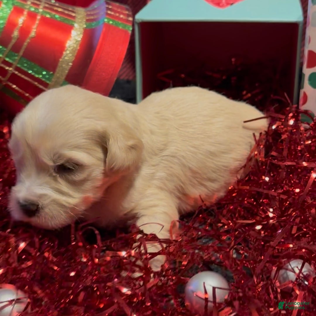 Mini Goldendoodle dogs for sale: Hopper - Ad 4