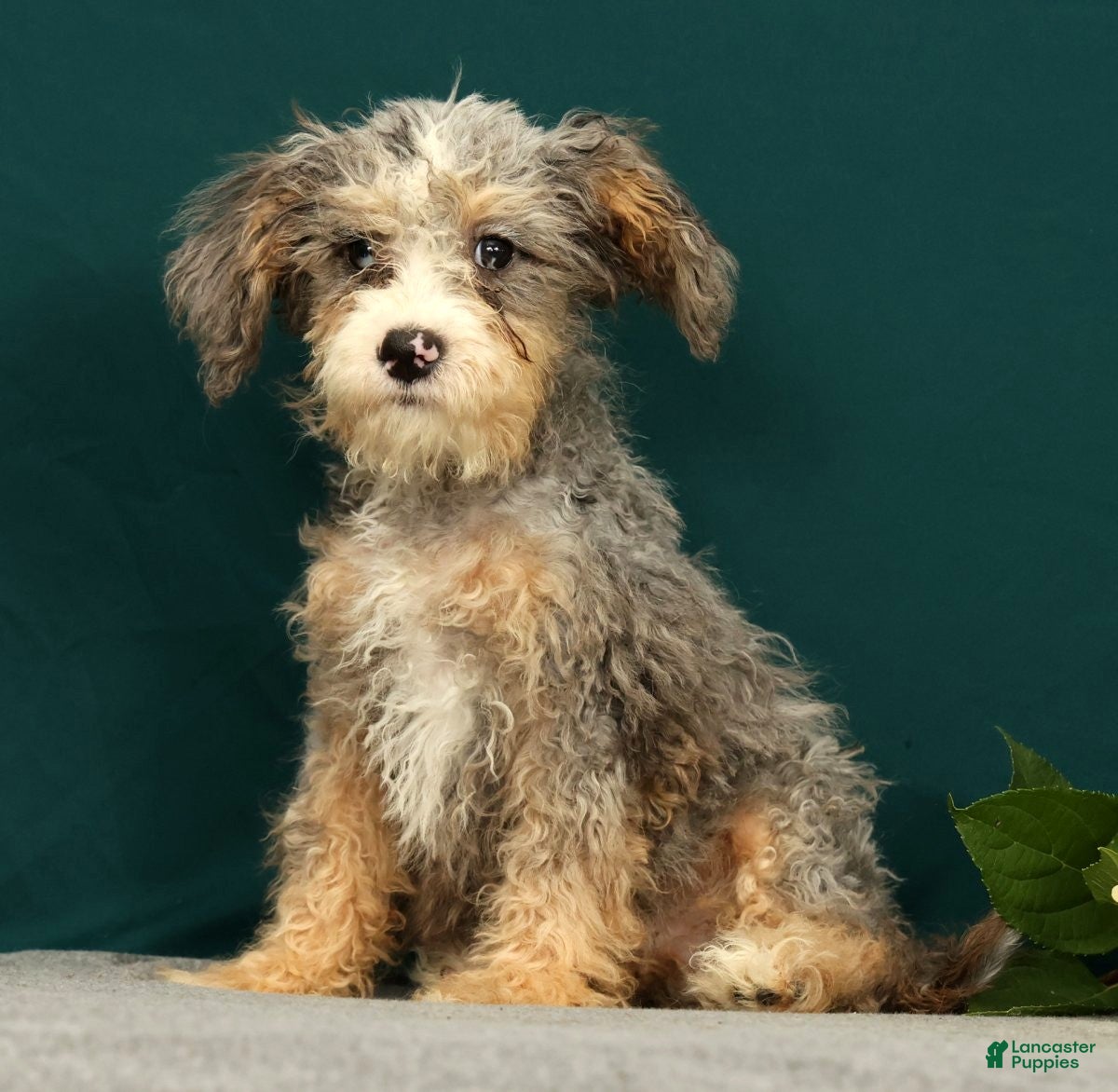 Mini Bernedoodle dogs Polly - Ad 1