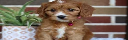 Cavapoo dogs for sale: Honey - Ad 10
