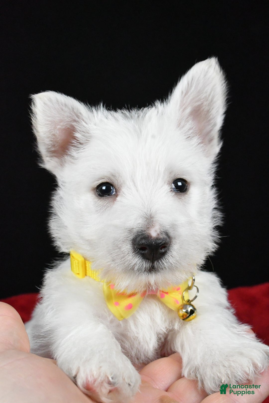 West Highland Terrier dogs for sale: Echo - Ad 7