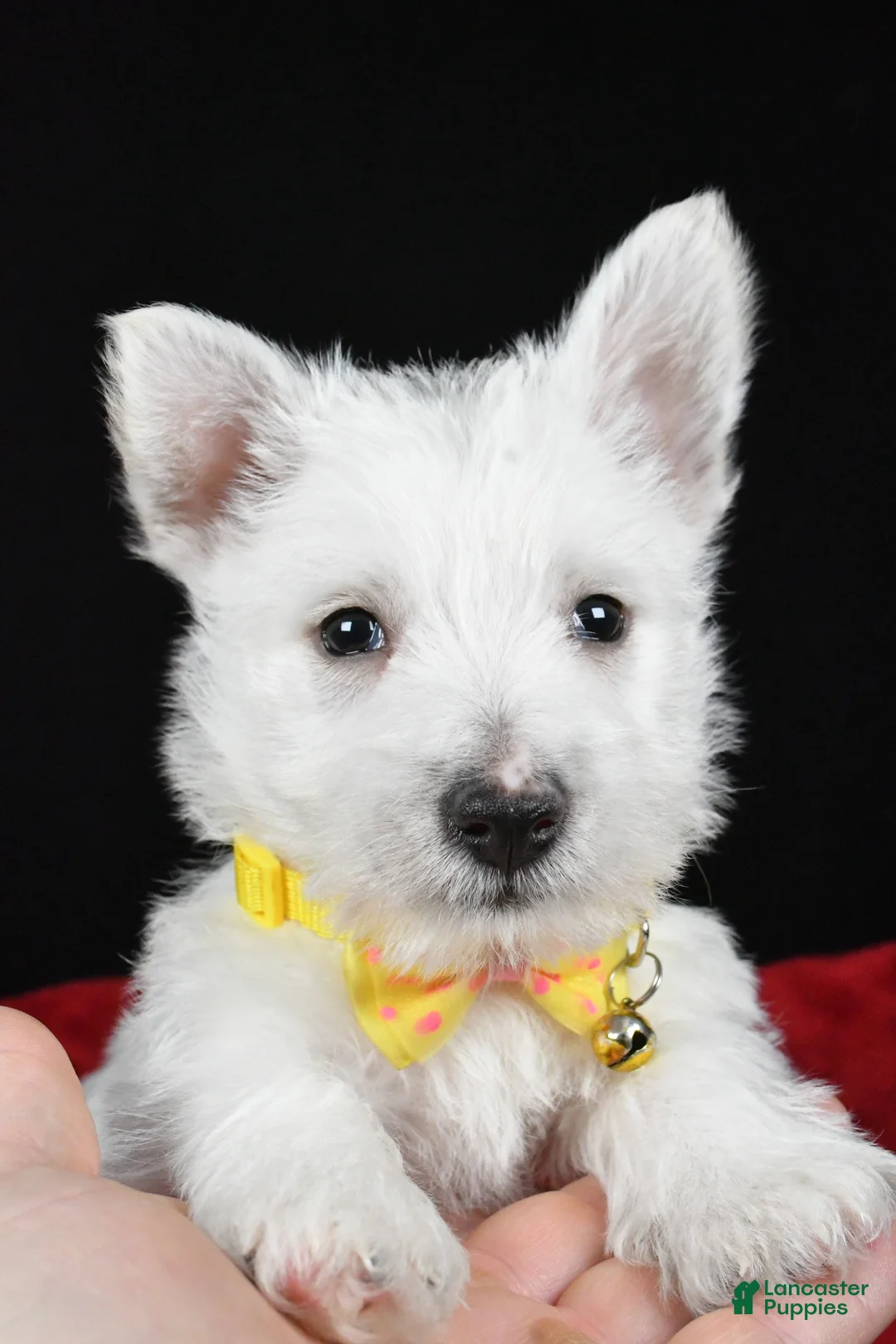 West Highland Terrier dogs for sale: Echo - Ad 7