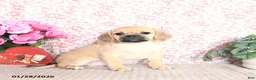 Puggle dogs for sale: Karina - Ad 1