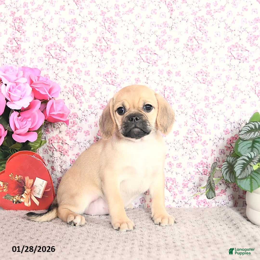 Puggle dogs for sale: Karina - Ad 1
