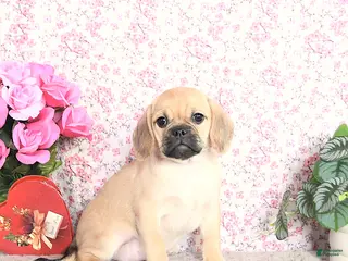 Puggle dogs Karina - Ad 3