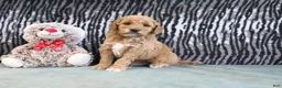 Mini Goldendoodle dogs for sale: Cliff - Ad 8