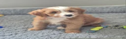 Mini Bernedoodle dogs for sale: Oliver - Ad 2