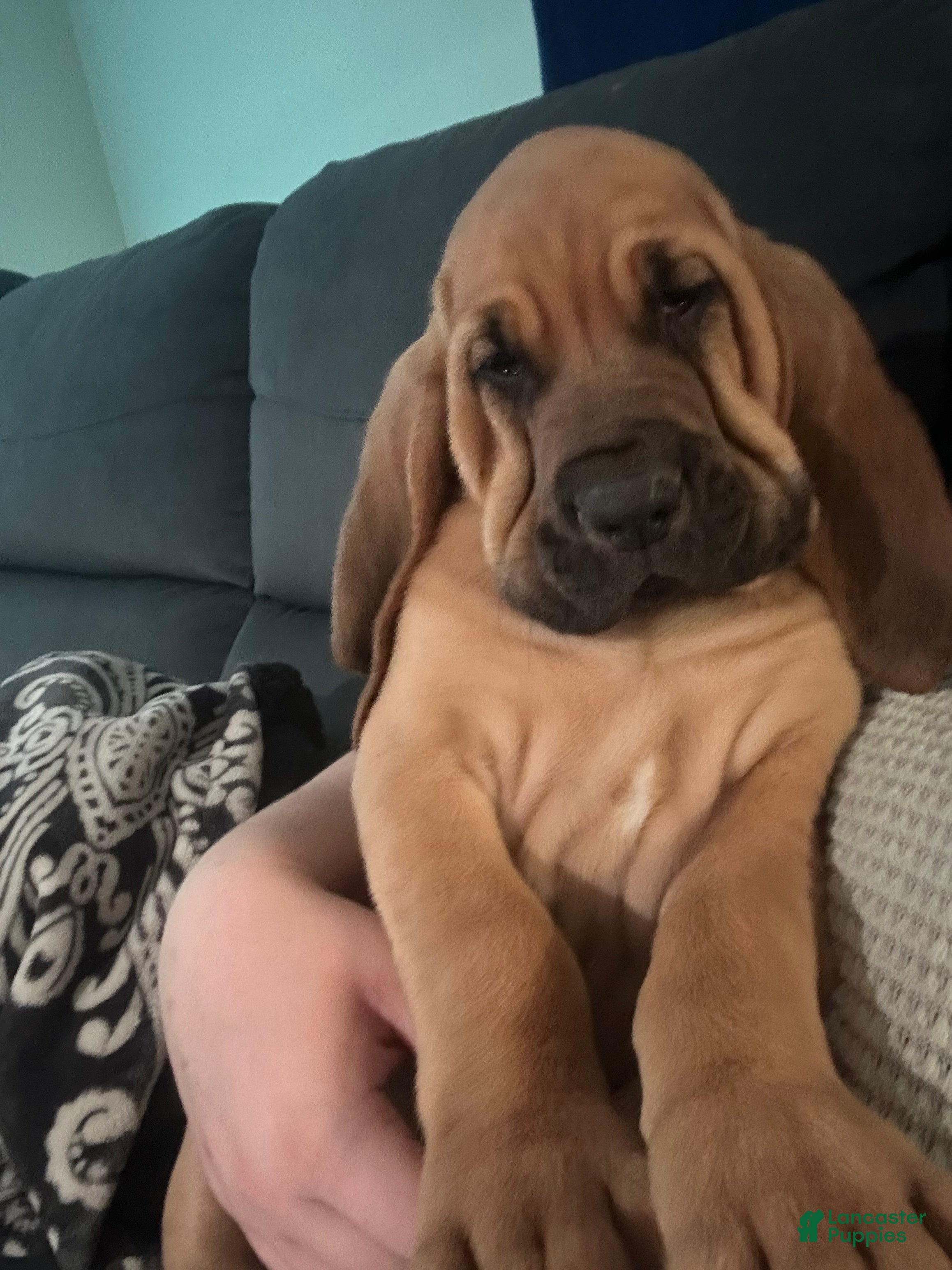 Bloodhound dogs Bloodhound Puppy 4 - Ad 2