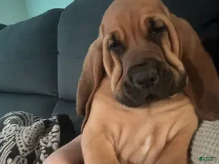 Bloodhound dogs Bloodhound Puppy 4 - Ad 4