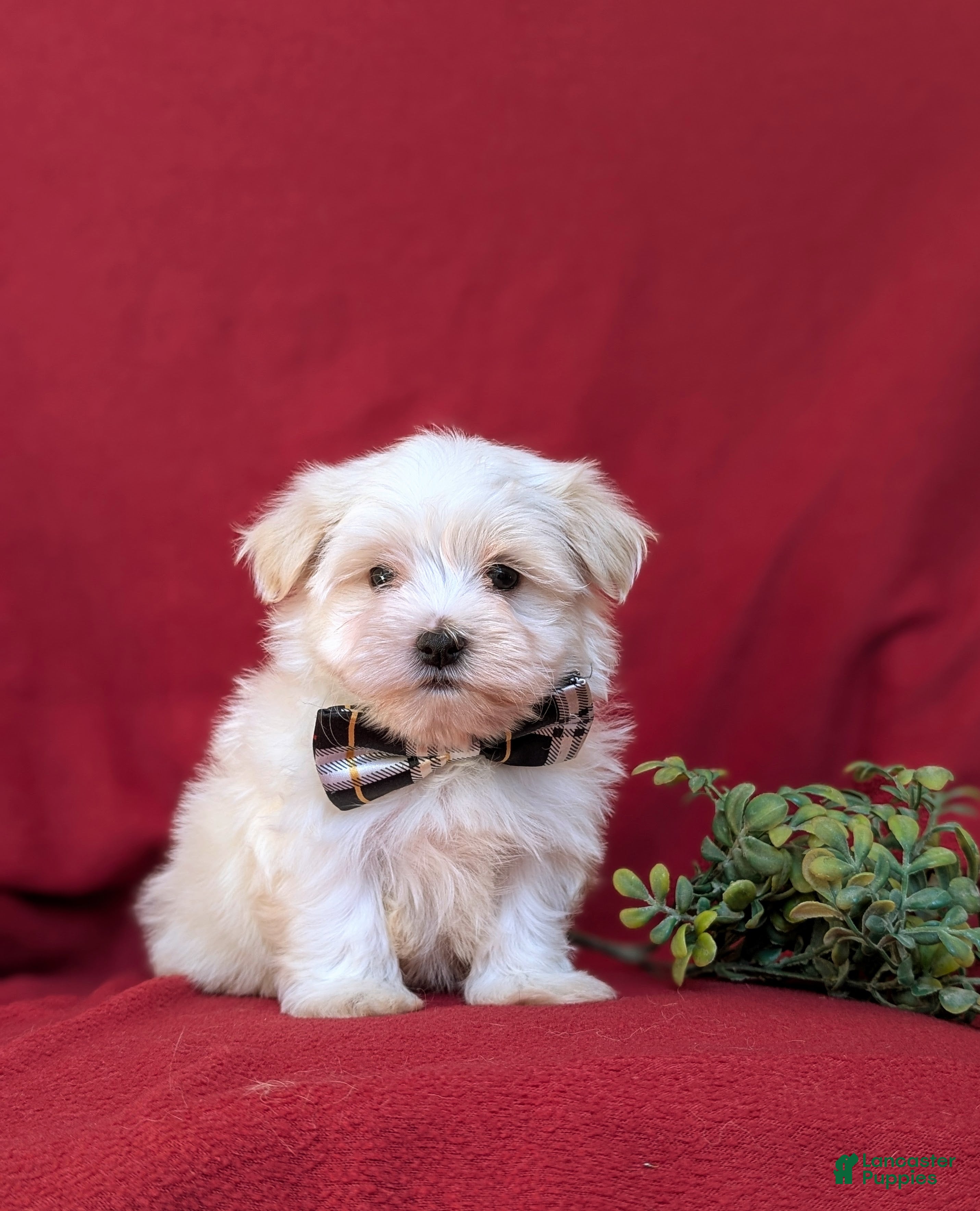Maltese dogs Gus 7 lbs Full Grown - Ad 1