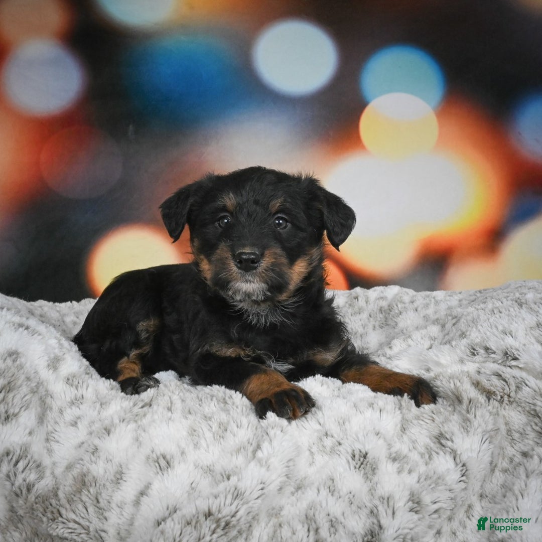 Mixed Breed dogs for sale: Violet - Ad 3