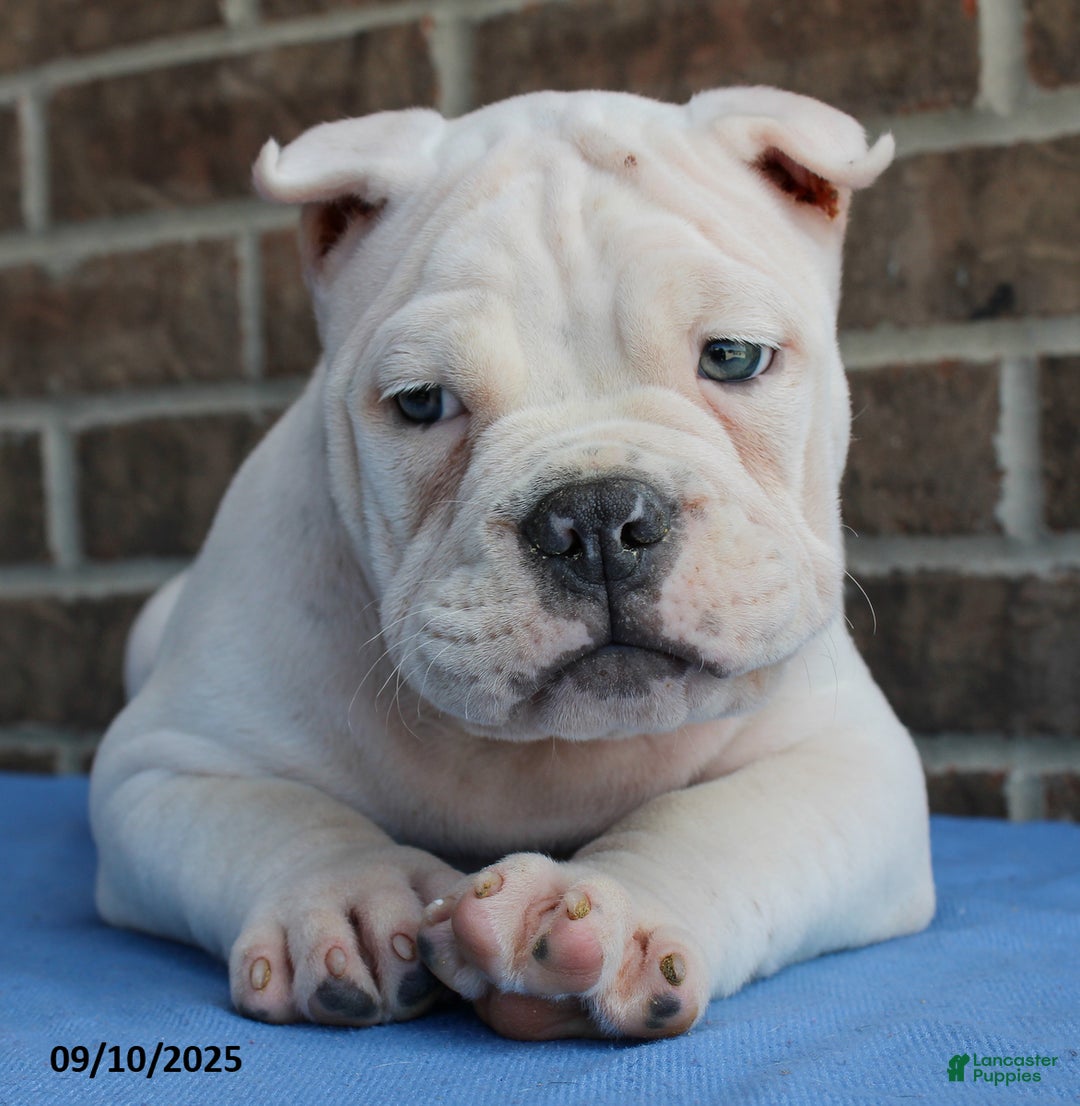 American Bully dogs for sale: Cedric - Ad 3