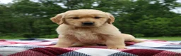 Golden Retriever dogs for sale: Duke - Ad 3
