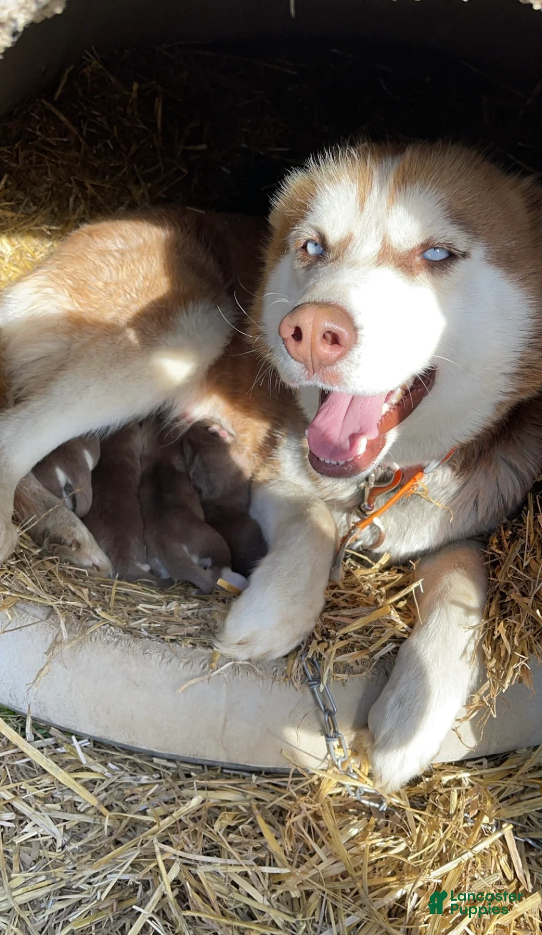 Siberian Husky dogs for sale: Siberian Husky Puppy 1 - Ad 3