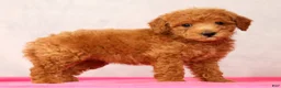 Mini Goldendoodle dogs for sale: Olive - Ad 3