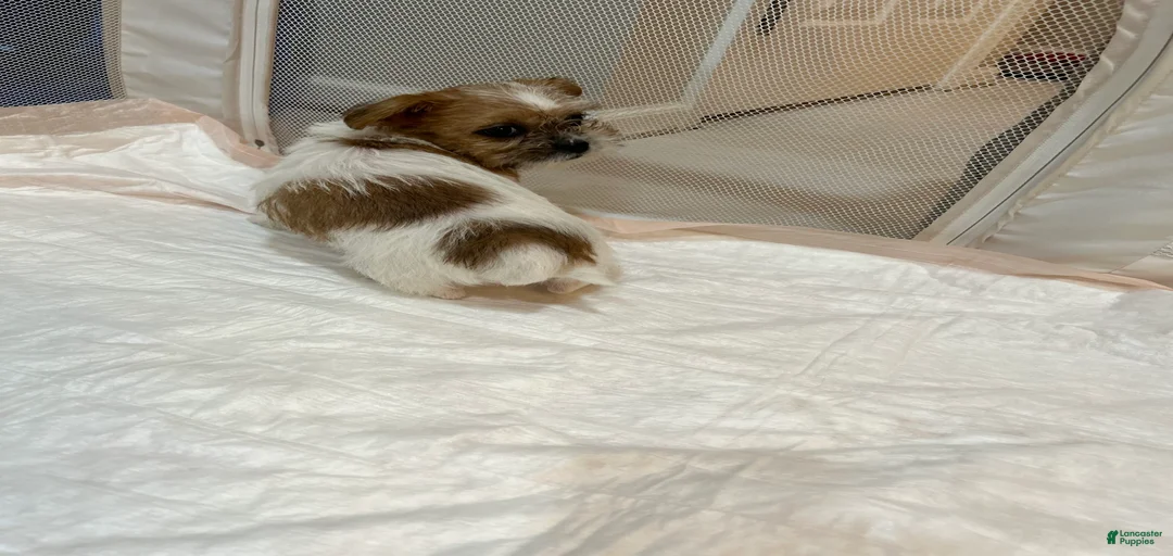 Gallery Image {{count}}