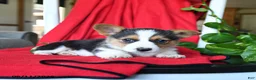 Welsh Corgi Pembroke dogs for sale: Cluster - Ad 3