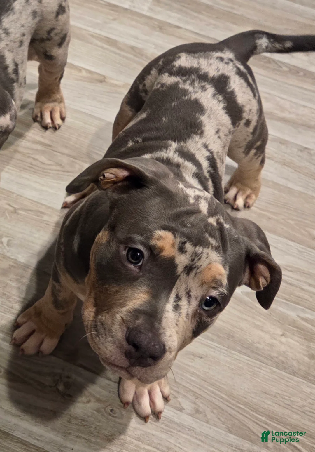 American Bully dogs for sale: Female Blue Tri Merle - Ad 2