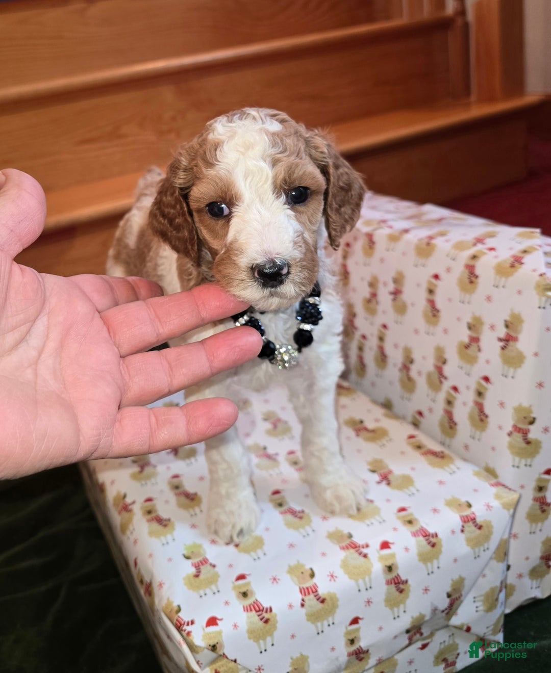 Standard Poodle dogs for sale: Rose - Ad 3