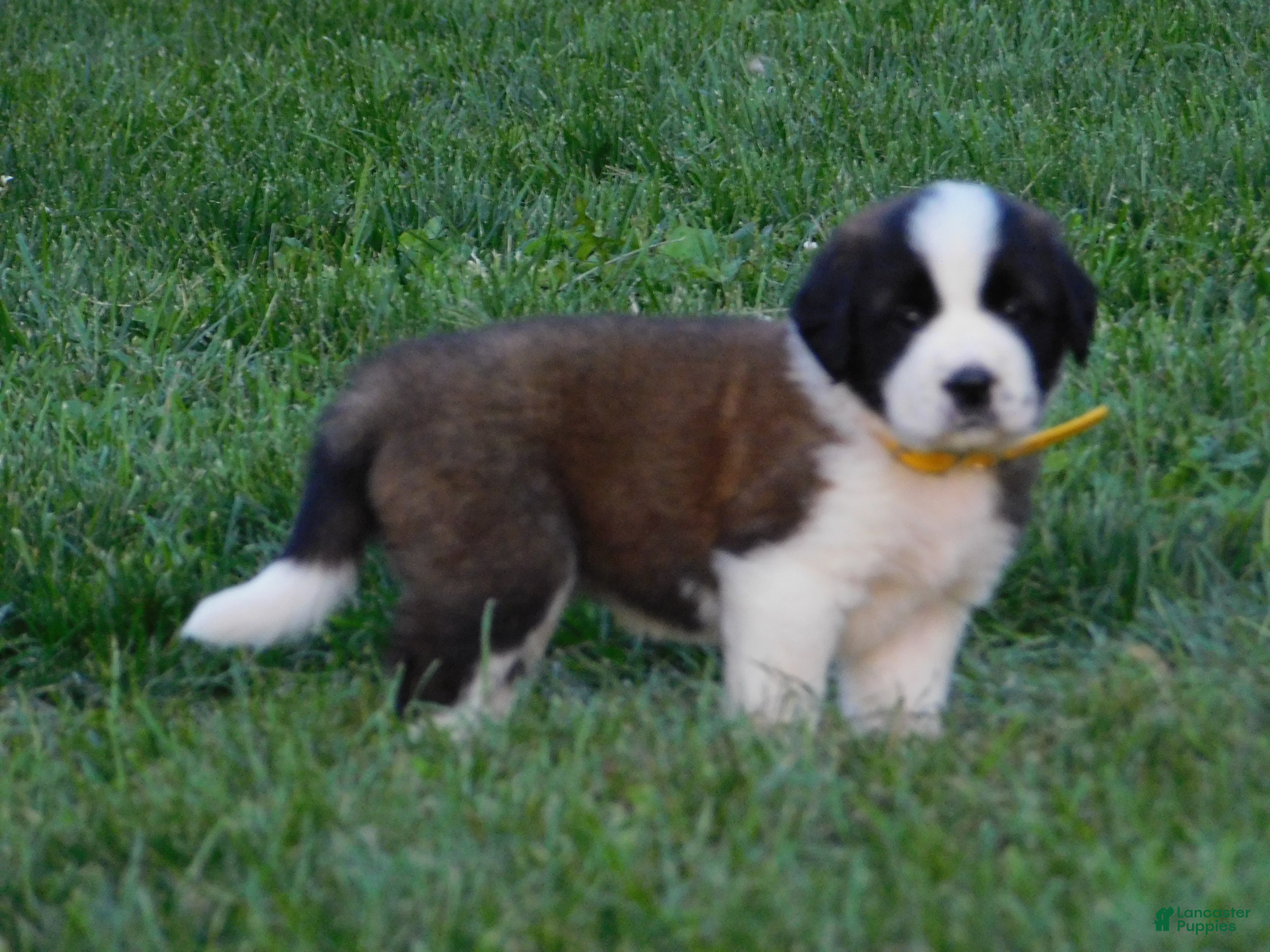 Saint Bernard dogs Lantana - Ad 2