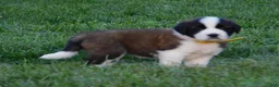Saint Bernard dogs for sale: Lantana - Ad 2